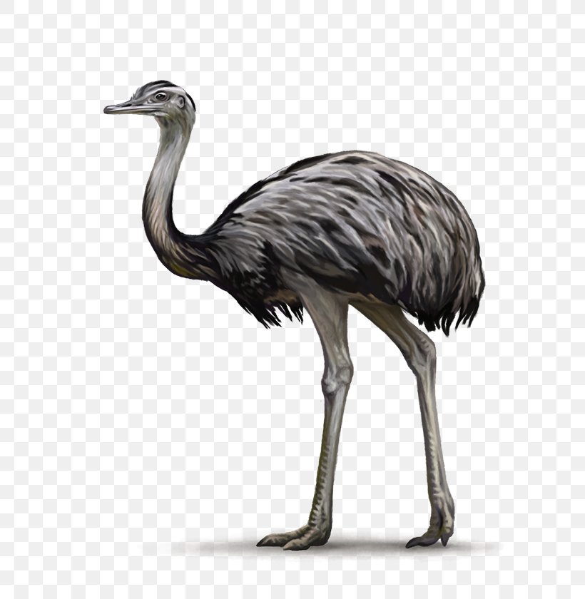 Common Ostrich Bird Greater Rhea Ratite Emu, PNG, 600x840px, Common Ostrich, Animal, Beak, Bird, Cassowary Download Free
