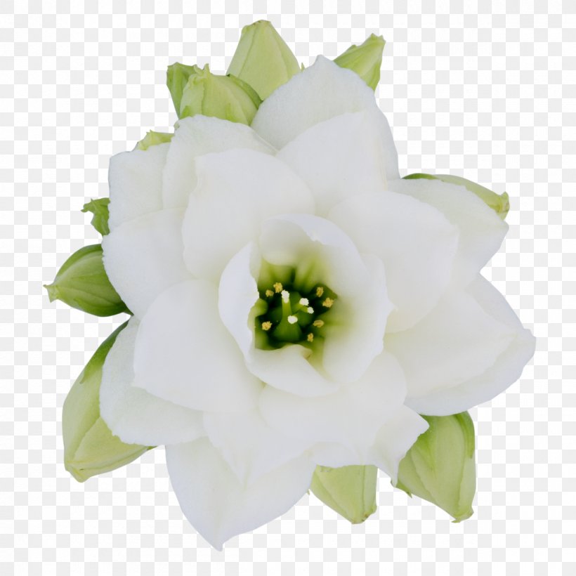 Cut Flowers Flower Bouquet Rose Family, PNG, 1200x1200px, Cut Flowers, Cape Jasmine, Family, Flower, Flower Bouquet Download Free