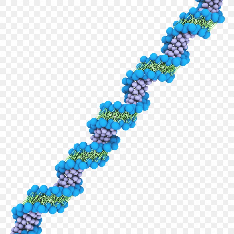 DNA Virus MARTINI Nucleic Acid Force Field, PNG, 1012x1012px, Dna, Art, Bead, Body Jewelry, Dna Virus Download Free