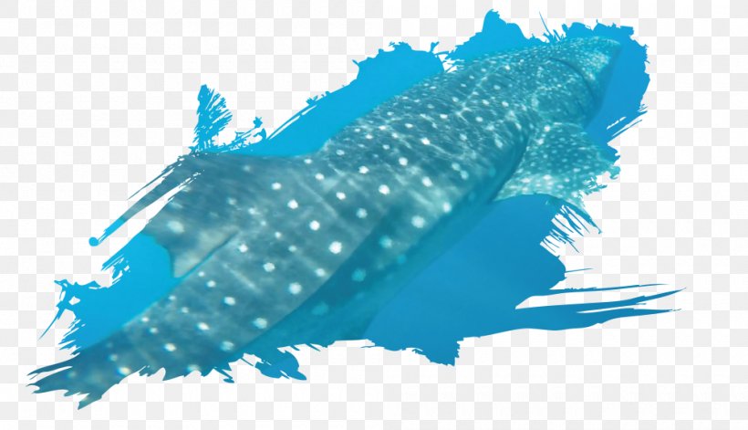 Marine Mammal Marine Biology Water Monster Energy, PNG, 1000x575px, Marine Mammal, Aqua, Azure, Biology, Blue Download Free