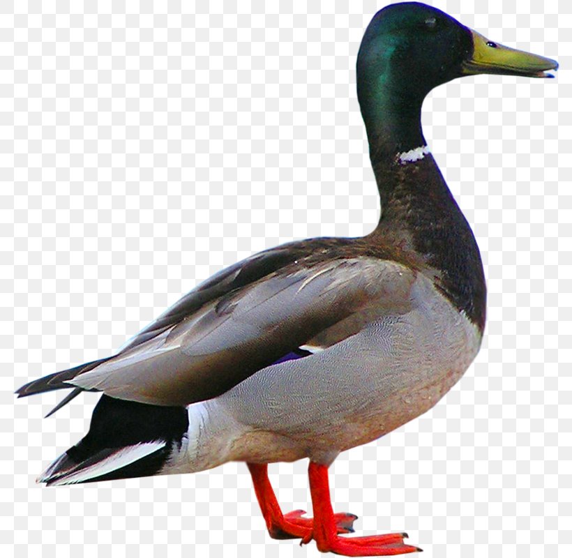 Pressed Duck Bird Goose, PNG, 786x800px, Duck, Beak, Bird, Chicken, Duck Duck Goose Download Free