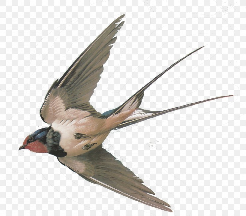 Sparrow Hummingbird American Cliff Swallow Columbidae, PNG, 1600x1406px, Sparrow, American Cliff Swallow, Barn Swallow, Beak, Bird Download Free