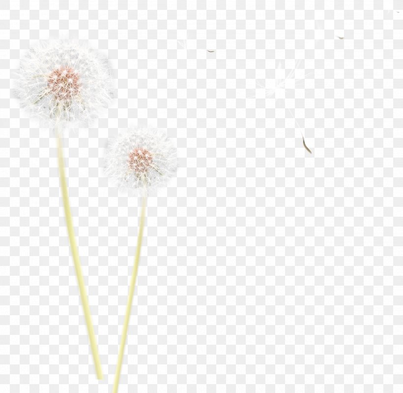Common Dandelion Flower Plant Polyvore, PNG, 2500x2435px, Common Dandelion, Cut Flowers, Dandelion, Flower, Flowering Plant Download Free