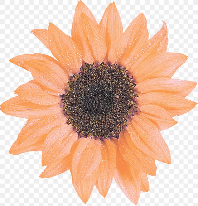 Common Sunflower Daisy Family Clip Art, PNG, 1093x1138px, Common Sunflower, Cut Flowers, Daisy Family, Flower, Flowering Plant Download Free