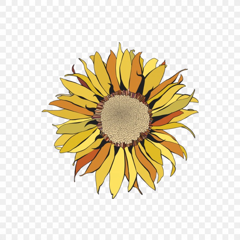 Common Sunflower Sunflower Seed Cut Flowers Petal, PNG, 1000x1000px, Common Sunflower, Cut Flowers, Daisy, Daisy Family, Flower Download Free