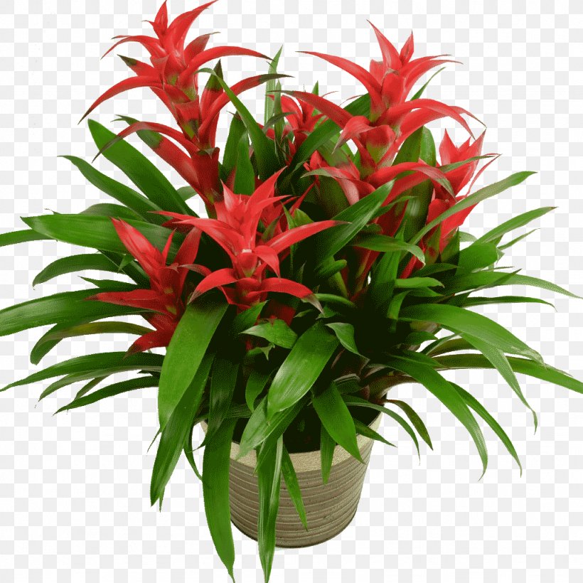 Guzmania Houseplant Aechmea Flower, PNG, 1024x1024px, Guzmania, Aechmea, Aechmea Gamosepala, Aquarium Decor, Bromeliaceae Download Free