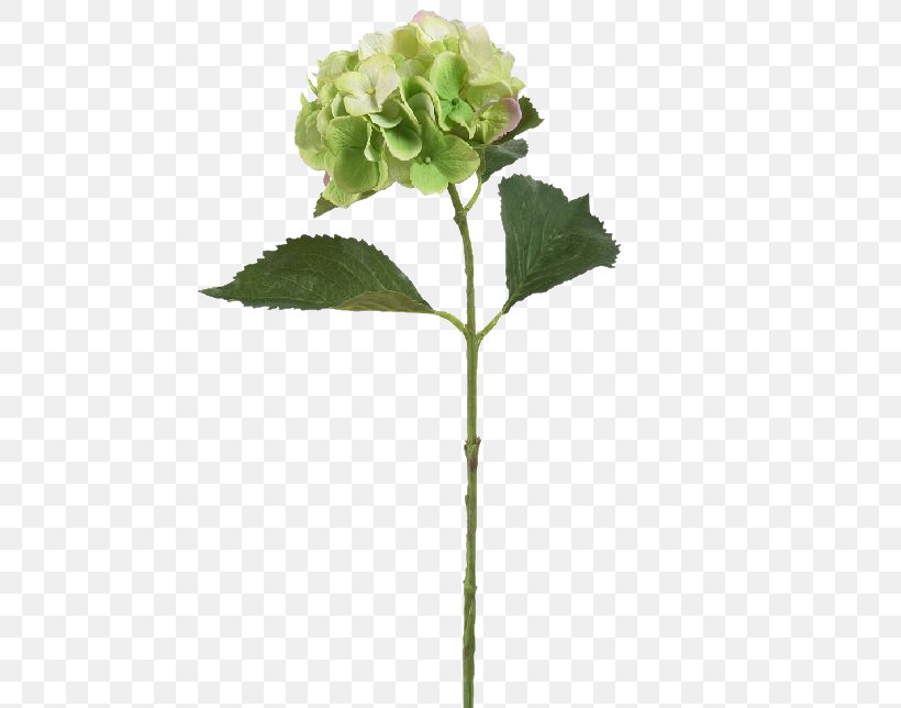 Hydrangea Plant Stem Leaf Cut Flowers Flowerpot, PNG, 723x644px, Hydrangea, Cornales, Cut Flowers, Flower, Flowering Plant Download Free