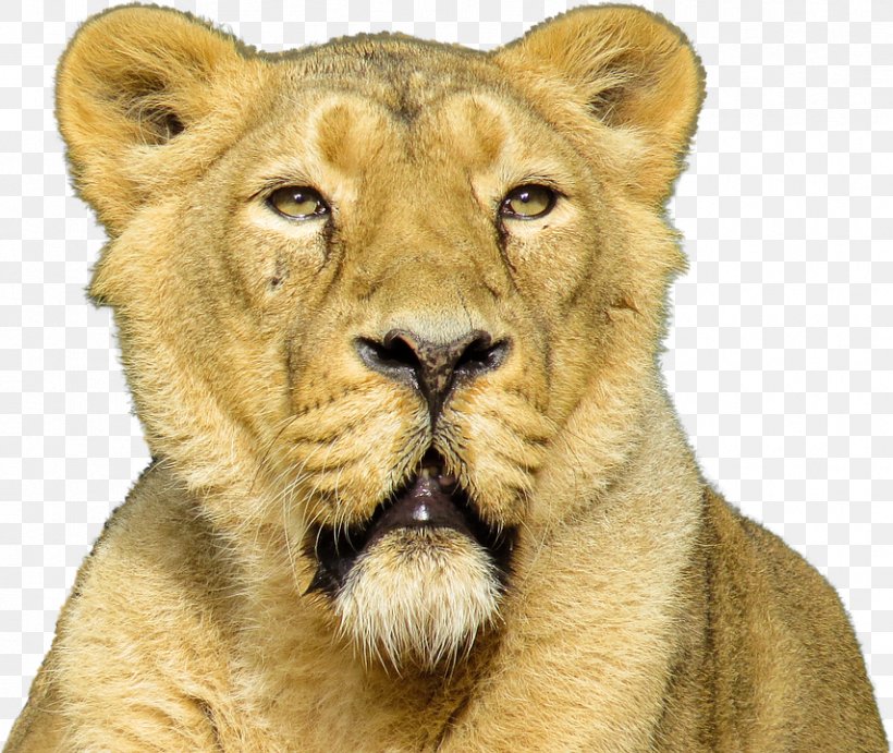 Lion Felidae Siberian Tiger Cat, PNG, 854x720px, Lion, Animal, Big Cat, Big Cats, Carnivoran Download Free