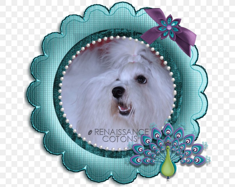 Picture Frames Maltese Dog Bichon Frise Photography West Highland White Terrier, PNG, 650x650px, Picture Frames, Bichon, Bichon Frise, Carnivoran, Companion Dog Download Free