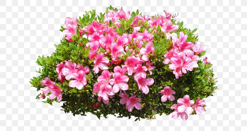 Plant Identification Shrub, PNG, 640x436px, Plant, Animaatio, Annual Plant, Azalea, Bougainvillea Download Free