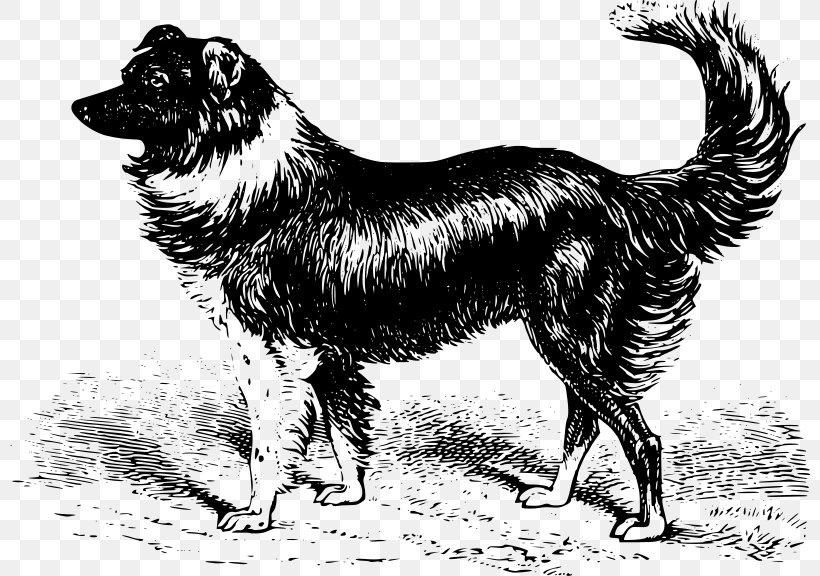 Rough Collie Old English Sheepdog Shetland Sheepdog Welsh Sheepdog Border Collie, PNG, 800x576px, Rough Collie, Animal, Australian Cattle Dog, Berger Blanc Suisse, Black And White Download Free
