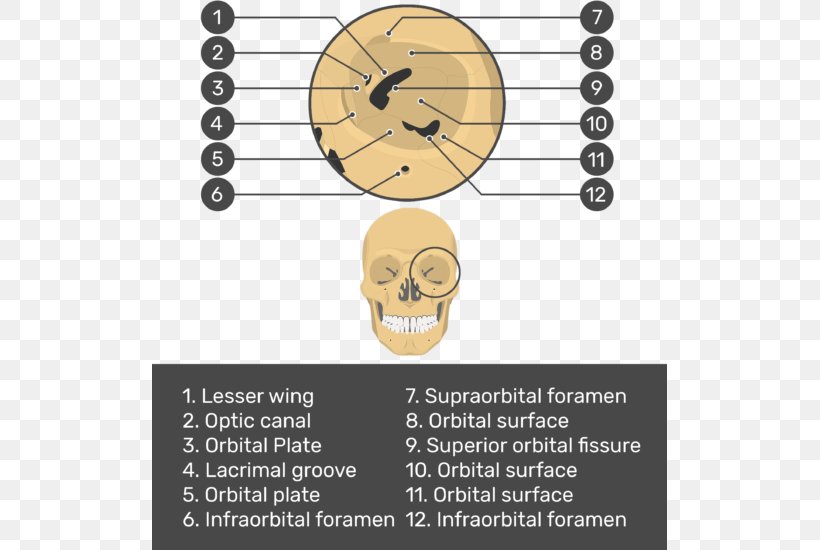Skull Bone Facial Skeleton Orbit Maxilla, PNG, 515x550px, Skull, Anatomy, Bone, Ethmoid Bone, Facial Skeleton Download Free
