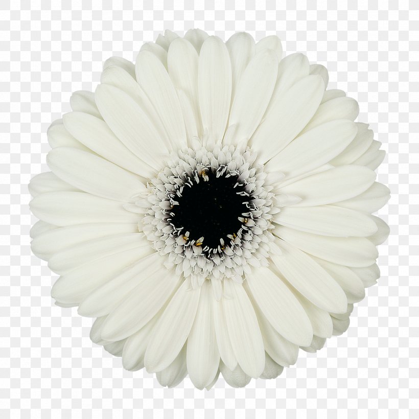 Transvaal Daisy Mans Allure Gerbera Cut Flowers Common Daisy, PNG, 1772x1772px, Transvaal Daisy, Black And White, Chrysanthemum, Color, Common Daisy Download Free
