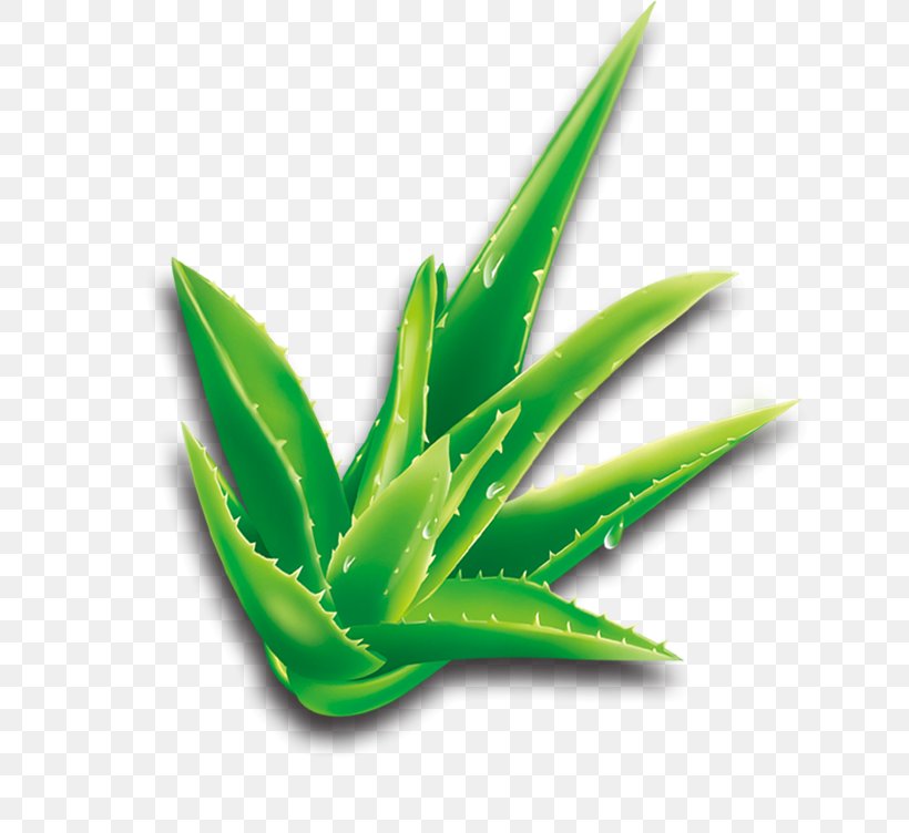 Aloe Vera Cartoon Plant, PNG, 798x752px, Aloe Vera, Agave, Aloe, Cartoon, Grass Download Free