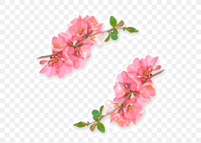 Flower Image Editing Floral Design, PNG, 600x582px, Flower, Artificial Flower, Blossom, Branch, Cherry Blossom Download Free