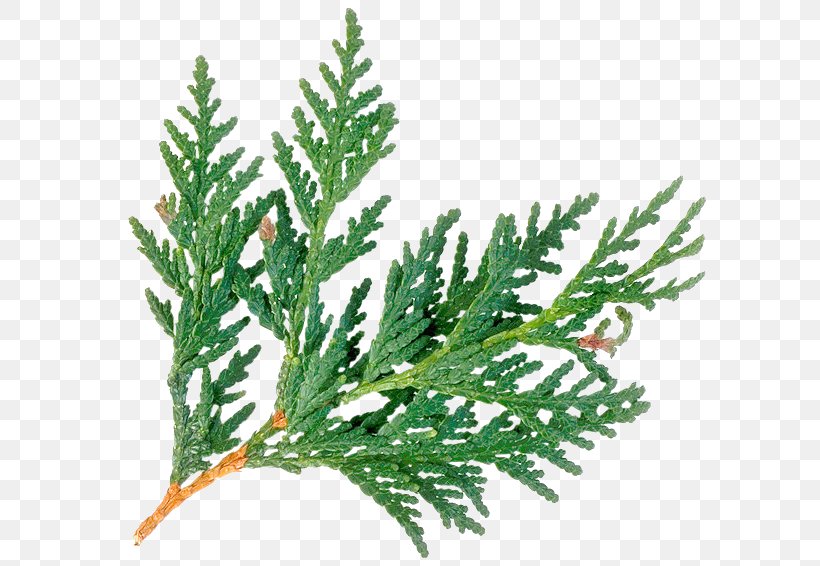 Plant Arborvitae Evergreen Cedar Wood, PNG, 637x566px, Plant, Arborvitae, Branch, Cedar, Cedar Oil Download Free