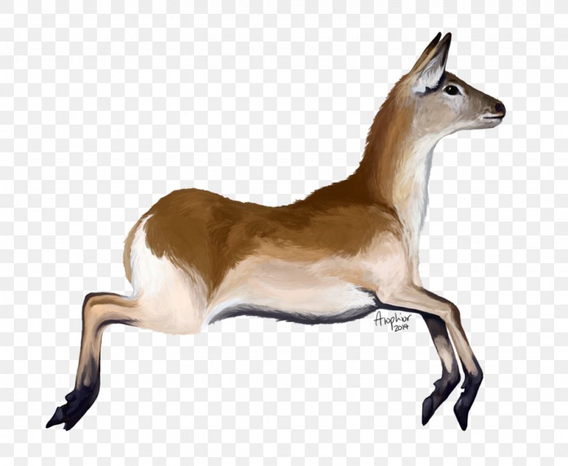 Springbok Musk Deers Impala Gazelle, PNG, 1024x841px, Springbok, Animal, Antelope, Deer, Fauna Download Free