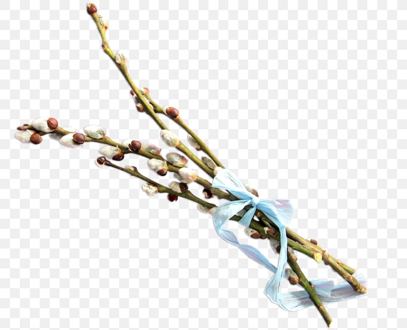 Twig Branch, PNG, 800x664px, Twig, Advertising, Body Jewelry, Branch, Gratis Download Free