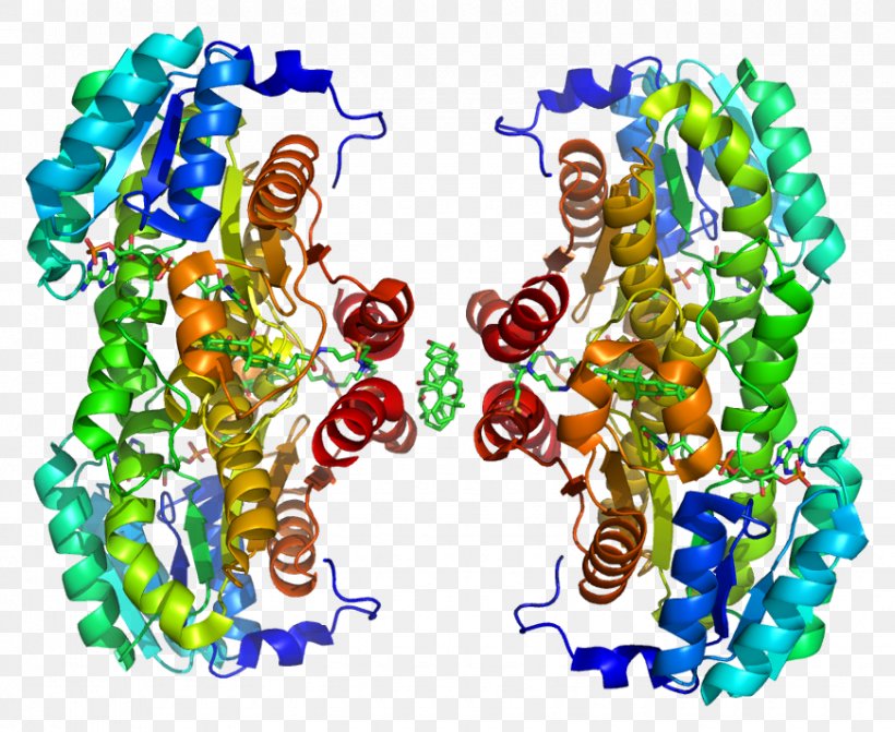 11β-Hydroxysteroid Dehydrogenase Type 1 3β-Hydroxysteroid Dehydrogenase Enzyme Corticosteroid 11-beta-dehydrogenase Isozyme 2, PNG, 870x712px, Enzyme, Art, Carbenoxolone, Cortisone, Glucocorticoid Download Free