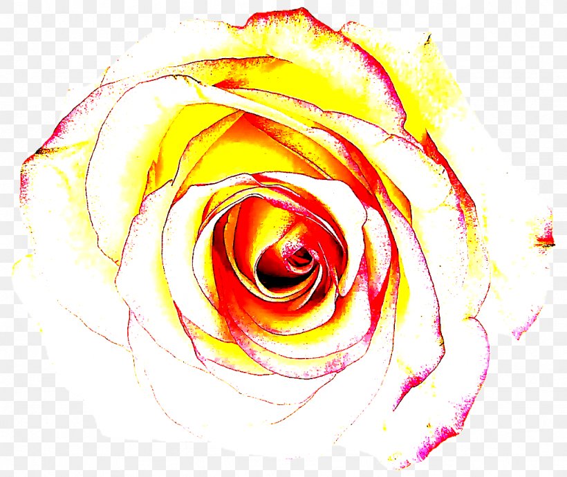 Garden Roses, PNG, 1024x862px, Rose, Flower, Garden Roses, Hybrid Tea Rose, Orange Download Free