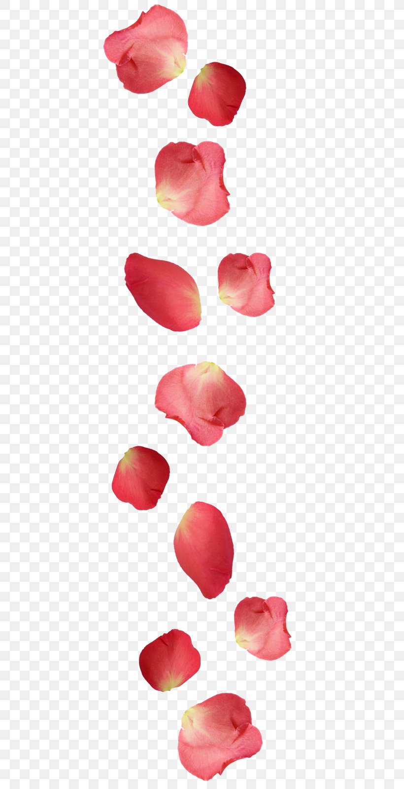 Petal Rose Ugg Boots Flower, PNG, 416x1600px, Petal, Boot, Clothing, Cut Flowers, Flower Download Free