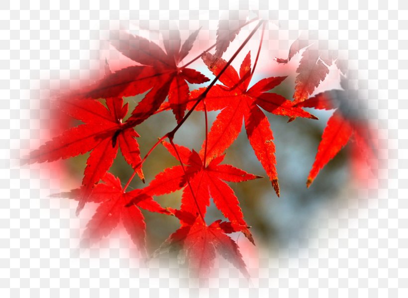 Tree Bonsai Follaje Leaf Autumn, PNG, 800x600px, Tree, Autumn, Bonsai, Color, Follaje Download Free