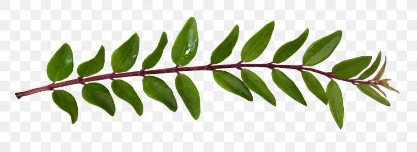 Twig Plant Stem Leaf, PNG, 3000x1098px, Twig, Branch, Leaf, Plant, Plant Stem Download Free