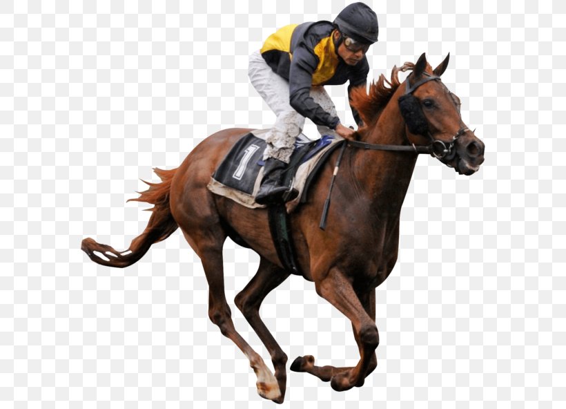 Horse Racing Stallion Equestrian Jockey, PNG, 600x592px, Horse, Animal Sports, Bit, Bridle, Dressage Download Free