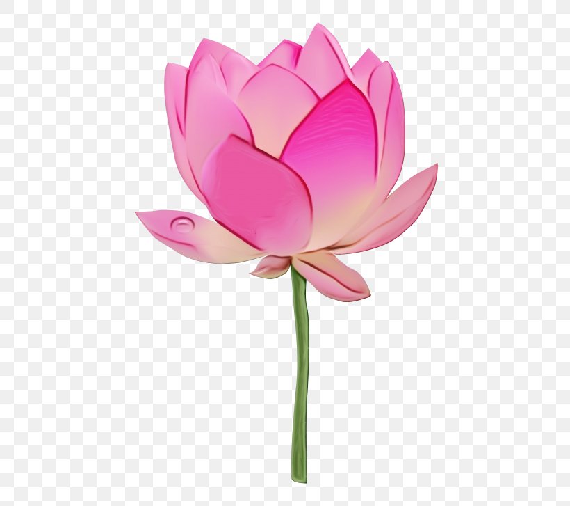 Lotus, PNG, 500x727px, Watercolor, Aquatic Plant, Flower, Flowering Plant, Lotus Download Free