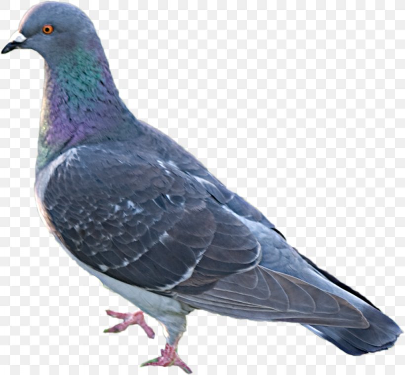 Pigeons And Doves Bird Racing Homer Stock Dove Release Dove, PNG, 1024x950px, Pigeons And Doves, Animal, Beak, Bird, Columbiformes Download Free