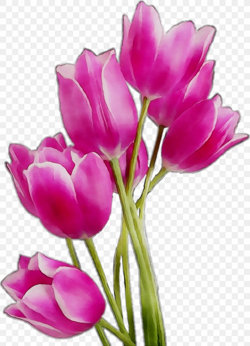 Clip Art Tulip Image Flower, PNG, 1053x1456px, Tulip, Botany, Crocus, Cut Flowers, Drawing Download Free