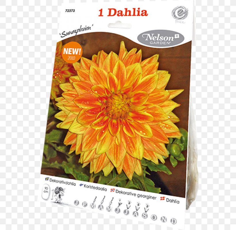 Common Sunflower Sunflower Seed Dahlia Chrysanthemum Sunflowers, PNG, 800x800px, Common Sunflower, Chrysanthemum, Chrysanths, Dahlia, Daisy Family Download Free