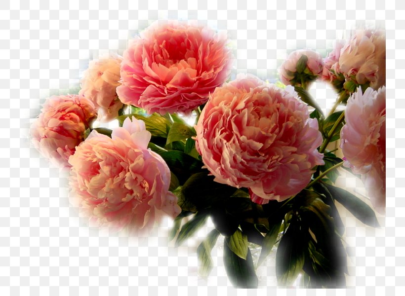 Garden Roses Cut Flowers Cabbage Rose Petal, PNG, 800x600px, Garden Roses, Blog, Cabbage Rose, Carnation, Cut Flowers Download Free