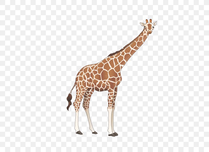 Giraffe Cartoon, PNG, 800x600px, Giraffe, Cartoon, Cmyk Color Model, Color, Fauna Download Free