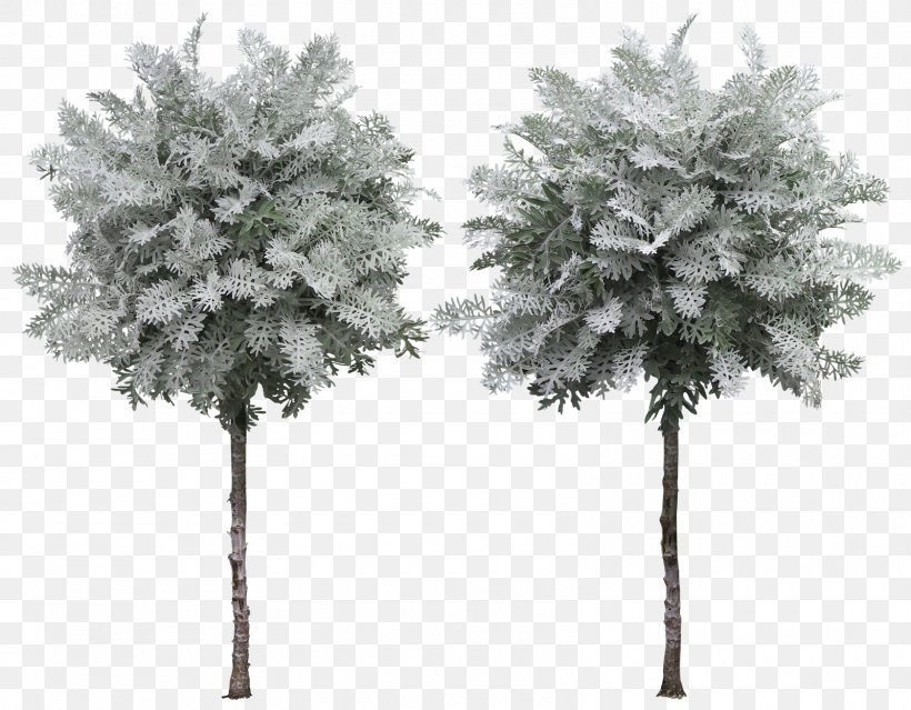 Plane Trees Plant Clip Art, PNG, 1600x1247px, Tree, Black And White, Branch, Conifer, Cycad Download Free
