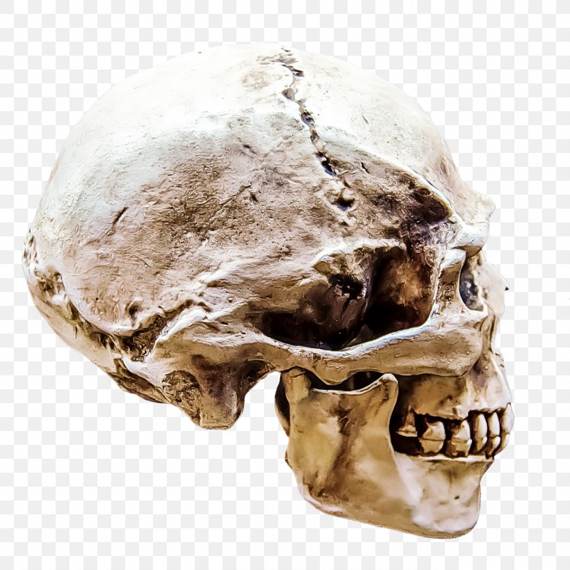 Skull Bone Skeleton Jaw Head, PNG, 1280x1280px, Skull, Anthropology, Bone, Forehead, Head Download Free