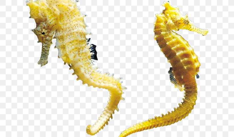 Animal Seahorse, PNG, 640x480px, Animal, Aquatic Animal, Centipede, Hippocampus, Northern Seahorse Download Free