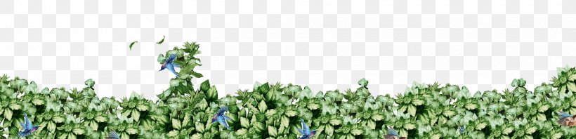 Grasses Herb Tree Family, PNG, 1920x464px, Grasses, Family, Grass, Grass Family, Herb Download Free