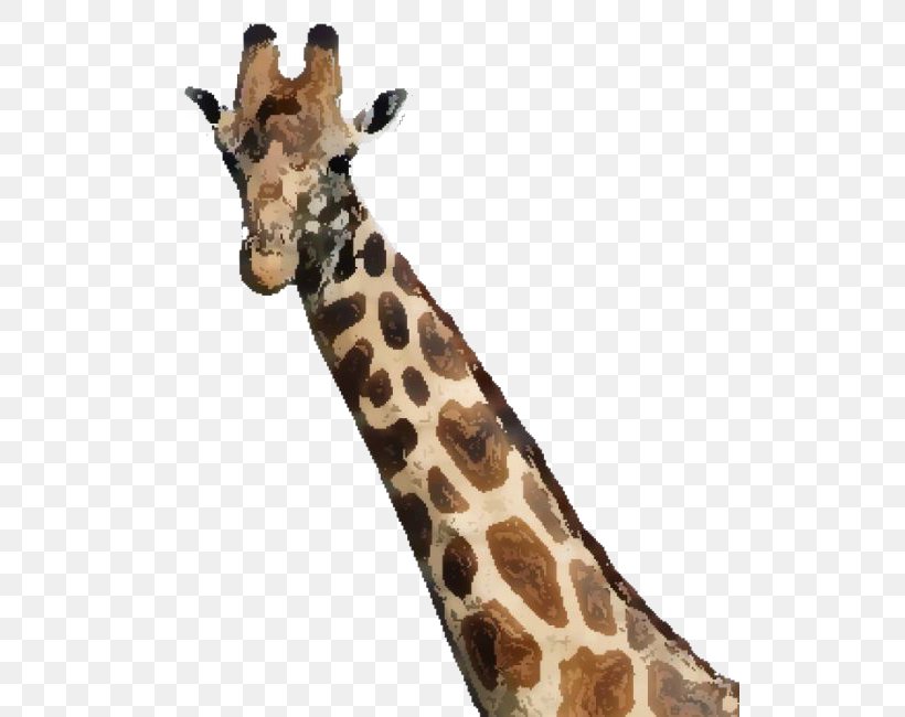How Tall Is A Giraffe? Maasai Mara Wildebeest Oloirien, PNG, 520x650px, Giraffe, Animal, Fauna, Giraffidae, Maasai Mara Download Free