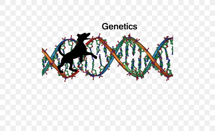 Nucleic Acid Double Helix DNA Sequencing Genetics, PNG, 500x500px, Nucleic Acid Double Helix, Dna, Dna Profiling, Dna Sequencing, Fictional Character Download Free