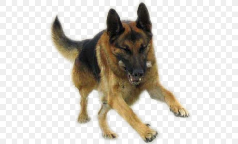 Old German Shepherd Dog King Shepherd Tervuren Kunming Wolfdog, PNG, 523x499px, Old German Shepherd Dog, Assistance Dog, Belgian Shepherd, Belgian Shepherd Malinois, Breed Group Dog Download Free