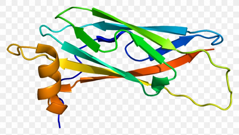 VAPA Vesicle-associated Membrane Protein VAP Protein Family, PNG, 898x509px, Membrane Protein, Area, Artwork, Biological Membrane, Endoplasmic Reticulum Download Free