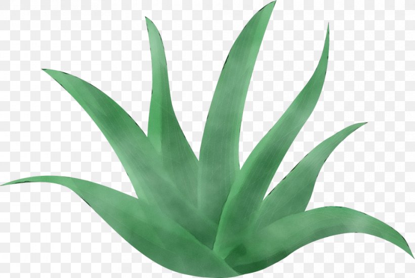 Aloe Vera Leaf, PNG, 960x645px, Watercolor, Agave, Agave Azul, Aloe, Aloe Vera Download Free