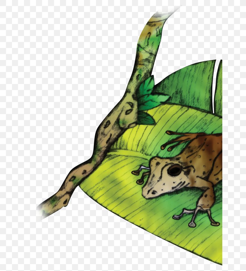 Frog Taveuni Viti Levu Platymantis Vitiensis Vanua Levu, PNG, 662x903px, Frog, Amphibian, Amphibians, Cartoon, Dinosaur Download Free