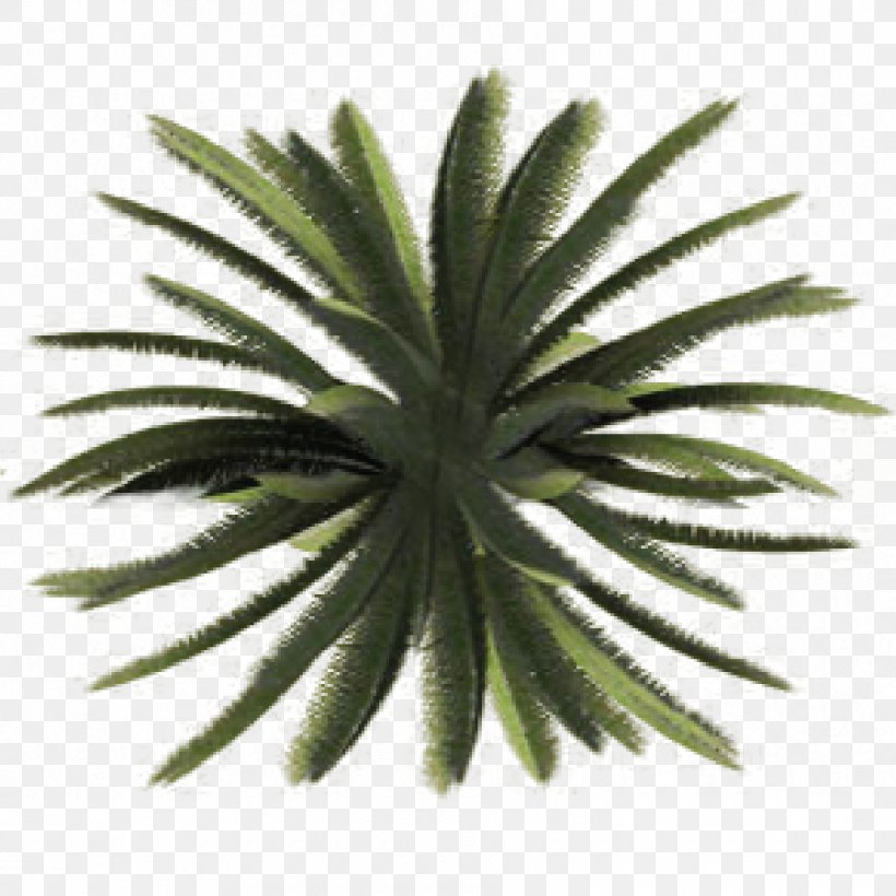 Tree Plant Shrub Site Plan, PNG, 900x900px, Tree, Agave, Aloe, Architecture, Arecaceae Download Free