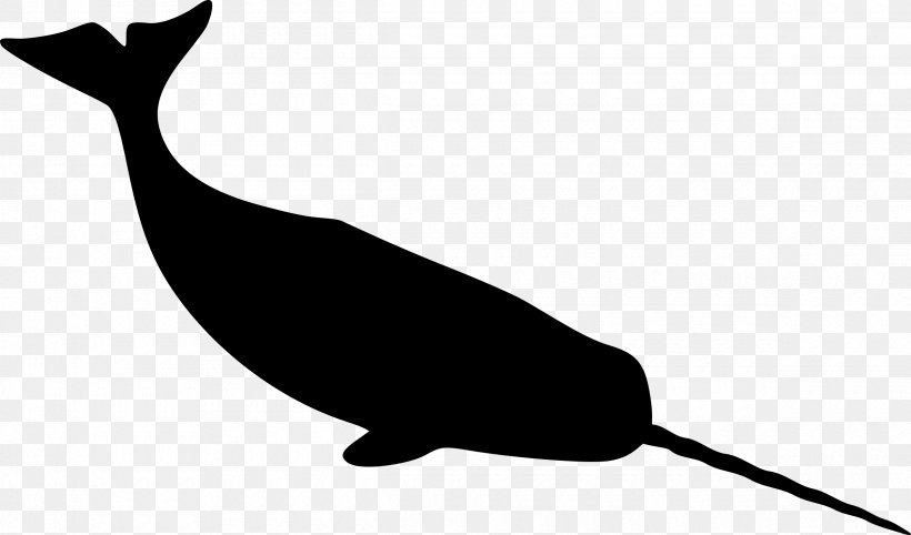 Not Quite Narwhal The Narwhal: Unicorn Of The Sea Whales, PNG, 2400x1411px, Narwhal, Animal, Blackandwhite, Blue Whale, California Sea Lion Download Free