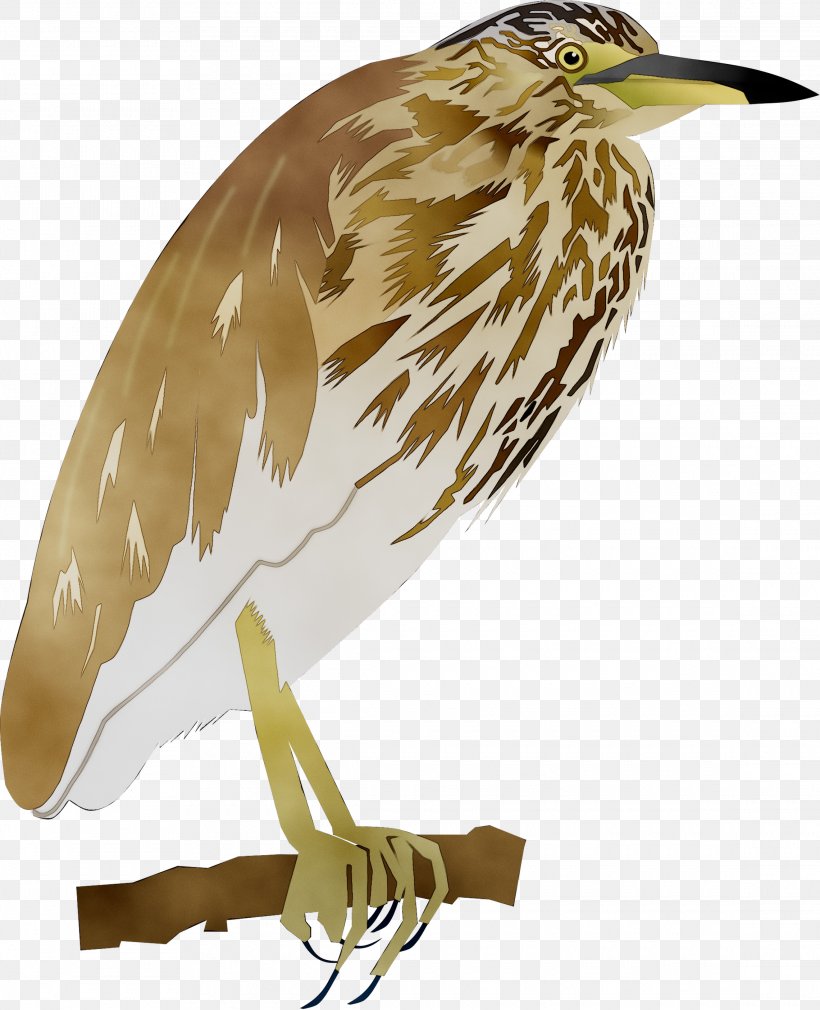 Fauna Beak Feather Cuckoos, PNG, 2280x2810px, Fauna, American Bittern, Beak, Bird, Bittern Download Free