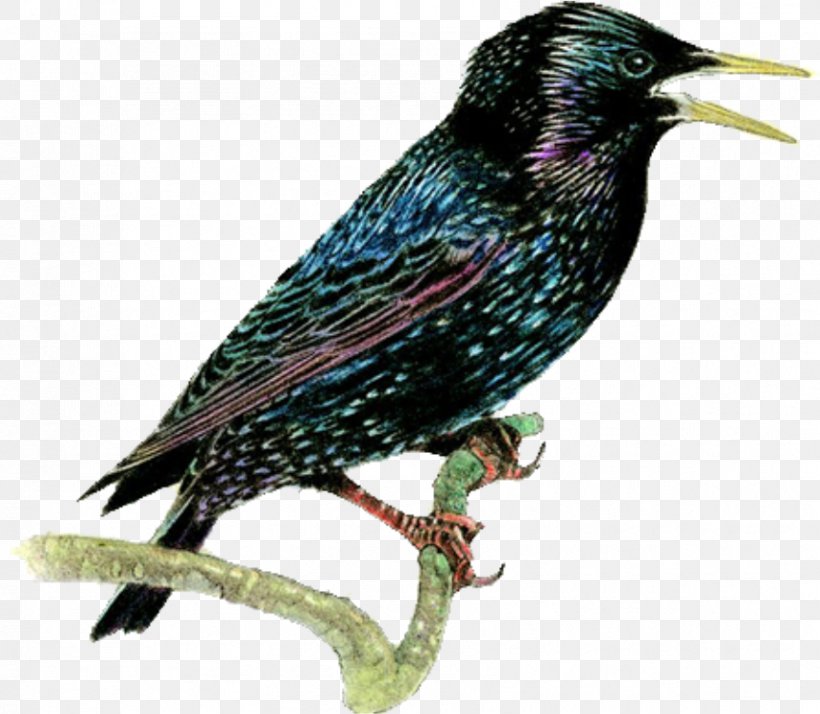 Finch Common Starling Common Blackbird, PNG, 854x744px, Finch, Beak, Bird, Blackbird, Brahminy Starling Download Free