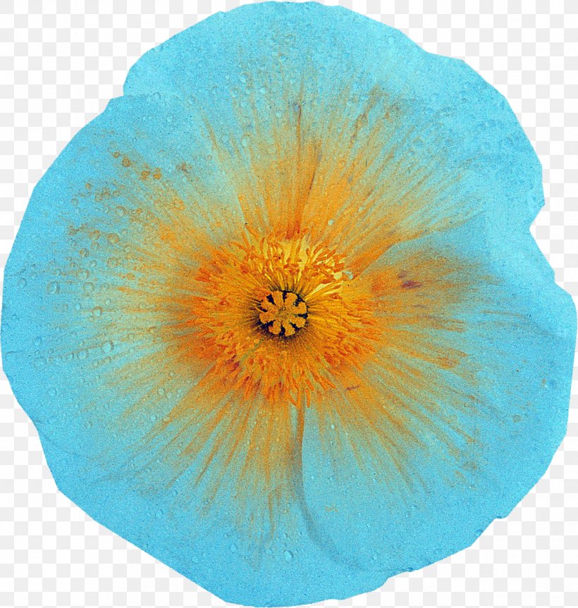 Flowering Plant Petal The Poppy Family Microsoft Azure, PNG, 1139x1200px, Flower, Flowering Plant, Microsoft Azure, Orange, Peach Download Free