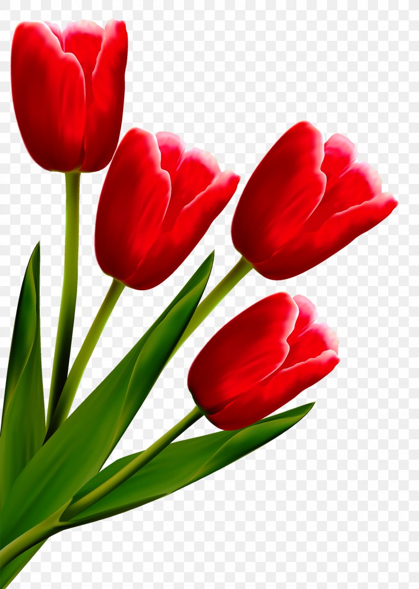 Tulip Drawing Flower Line Art, PNG, 1300x1829px, Tulip, Coreldraw, Cut Flowers, Drawing, Floral Design Download Free